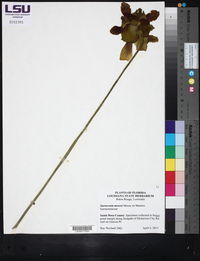 Image of Sarracenia moorei