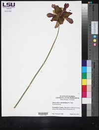 Sarracenia x mitchelliana image