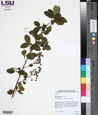 Ligustrum sinense image