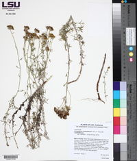 Eriophyllum confertiflorum var. confertiflorum image