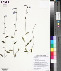 Lobelia × rogersii image
