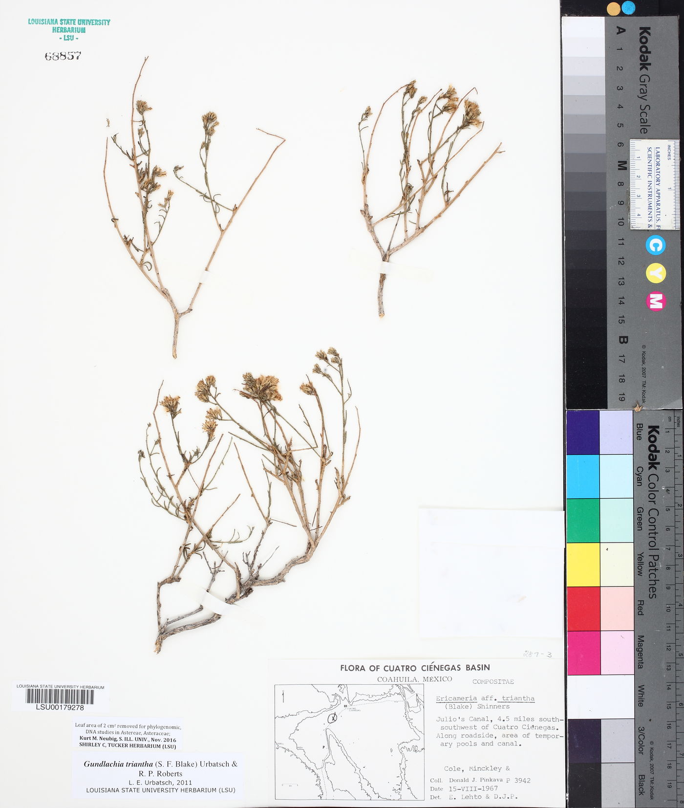 Gundlachia triantha image