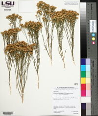 Gutierrezia sarothrae image
