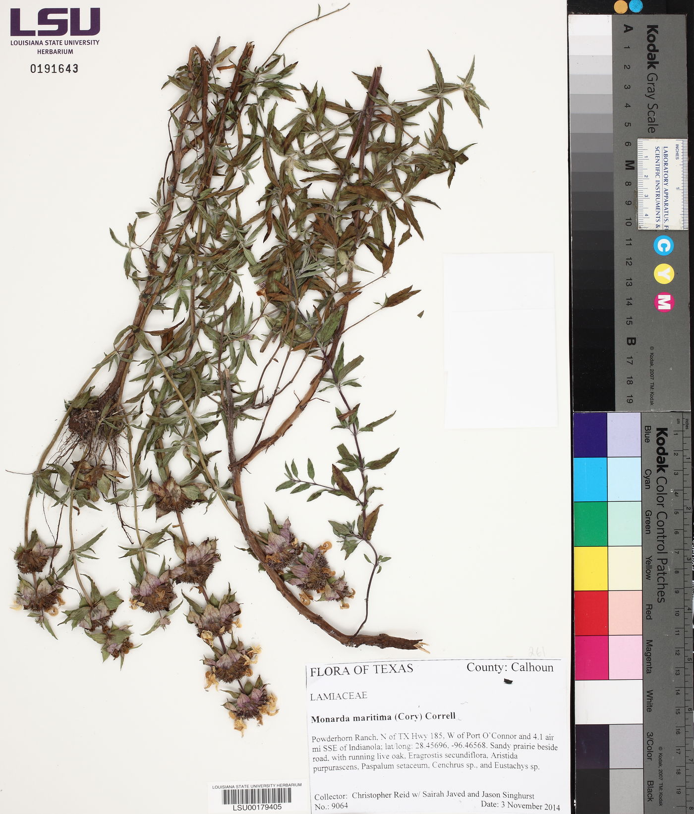 Monarda maritima image