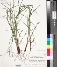 Carex debilis var. debilis image