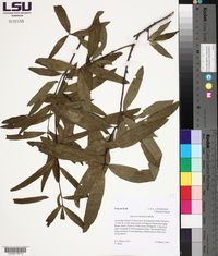 Quercus laurifolia image
