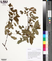 Rubus argutus image