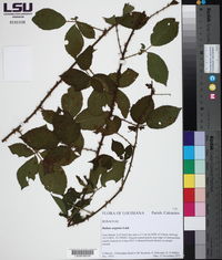 Rubus argutus image