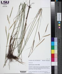 Spartina patens image