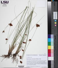 Rhynchospora fascicularis image
