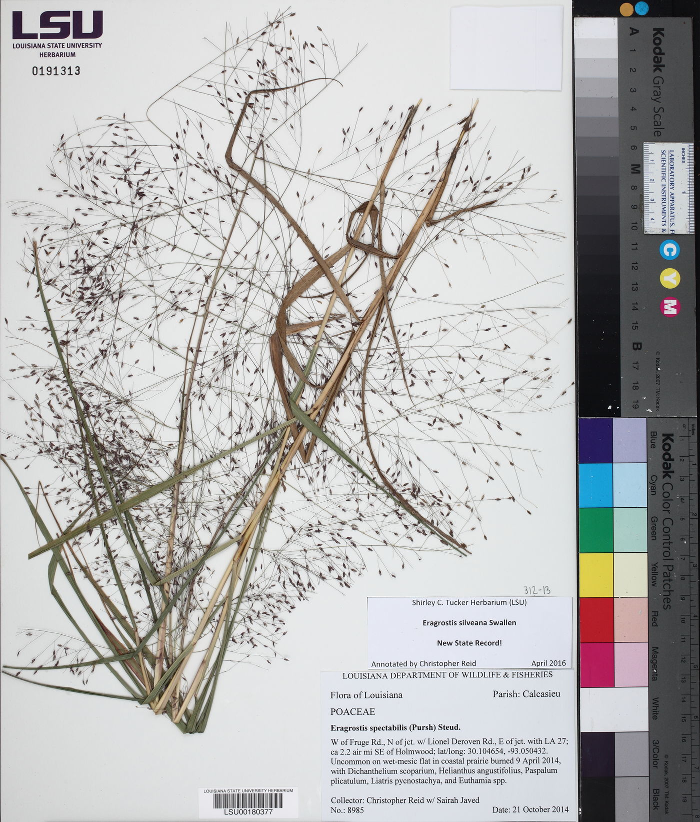Eragrostis silveana image