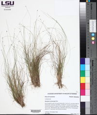 Eleocharis microcarpa image