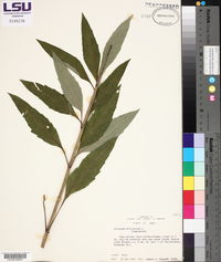 Silphium asteriscus var. trifoliatum image