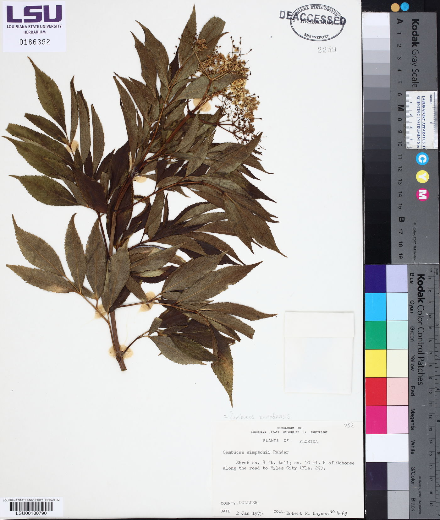 Sambucus nigra subsp. nigra image