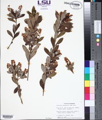 Cliftonia monophylla image