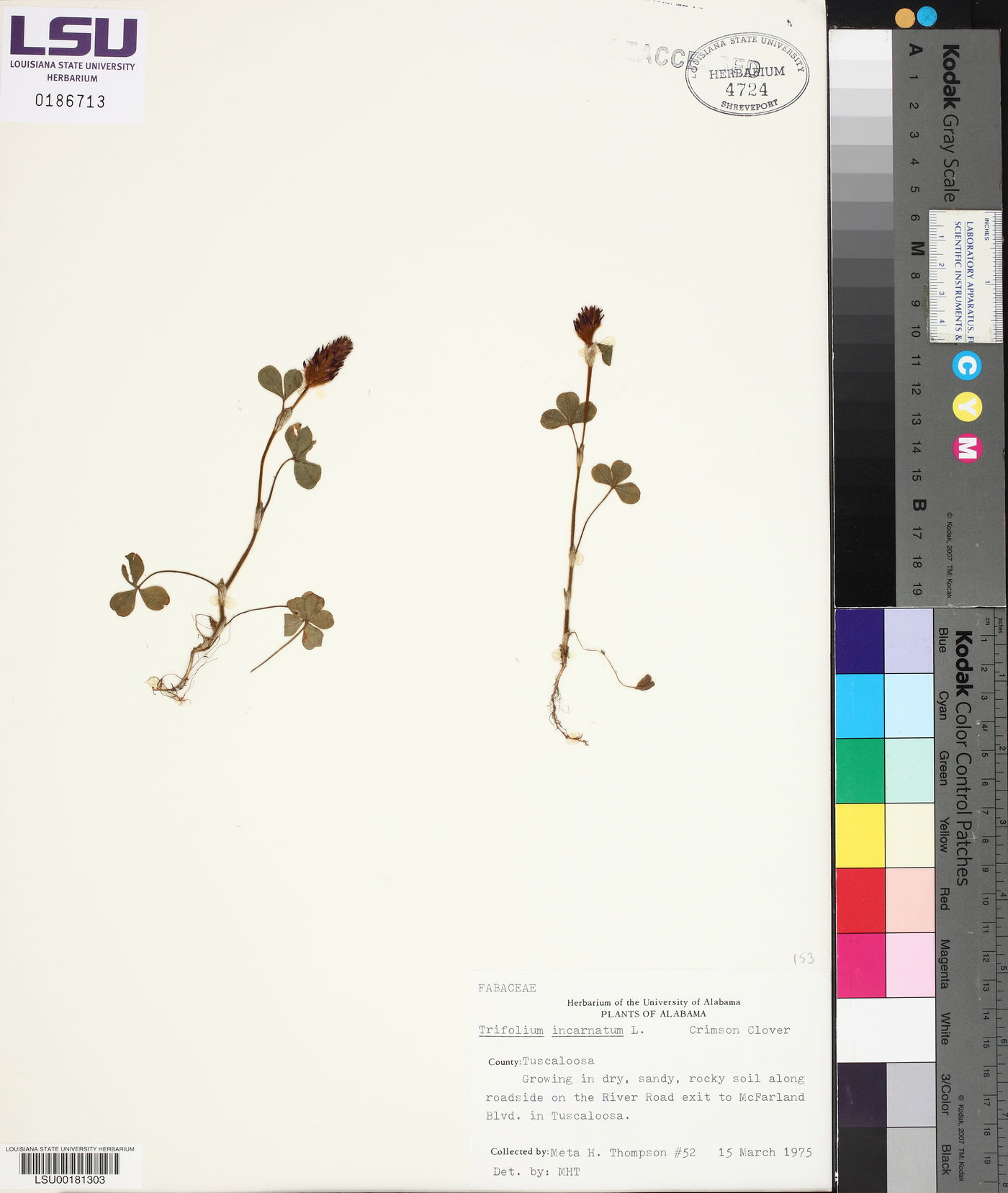Trifolium incarnatum image
