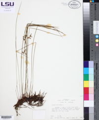 Juncus filiformis image