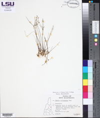 Juncus pelocarpus image