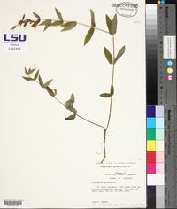 Scutellaria galericulata image