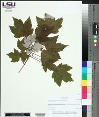 Acer drummondii image