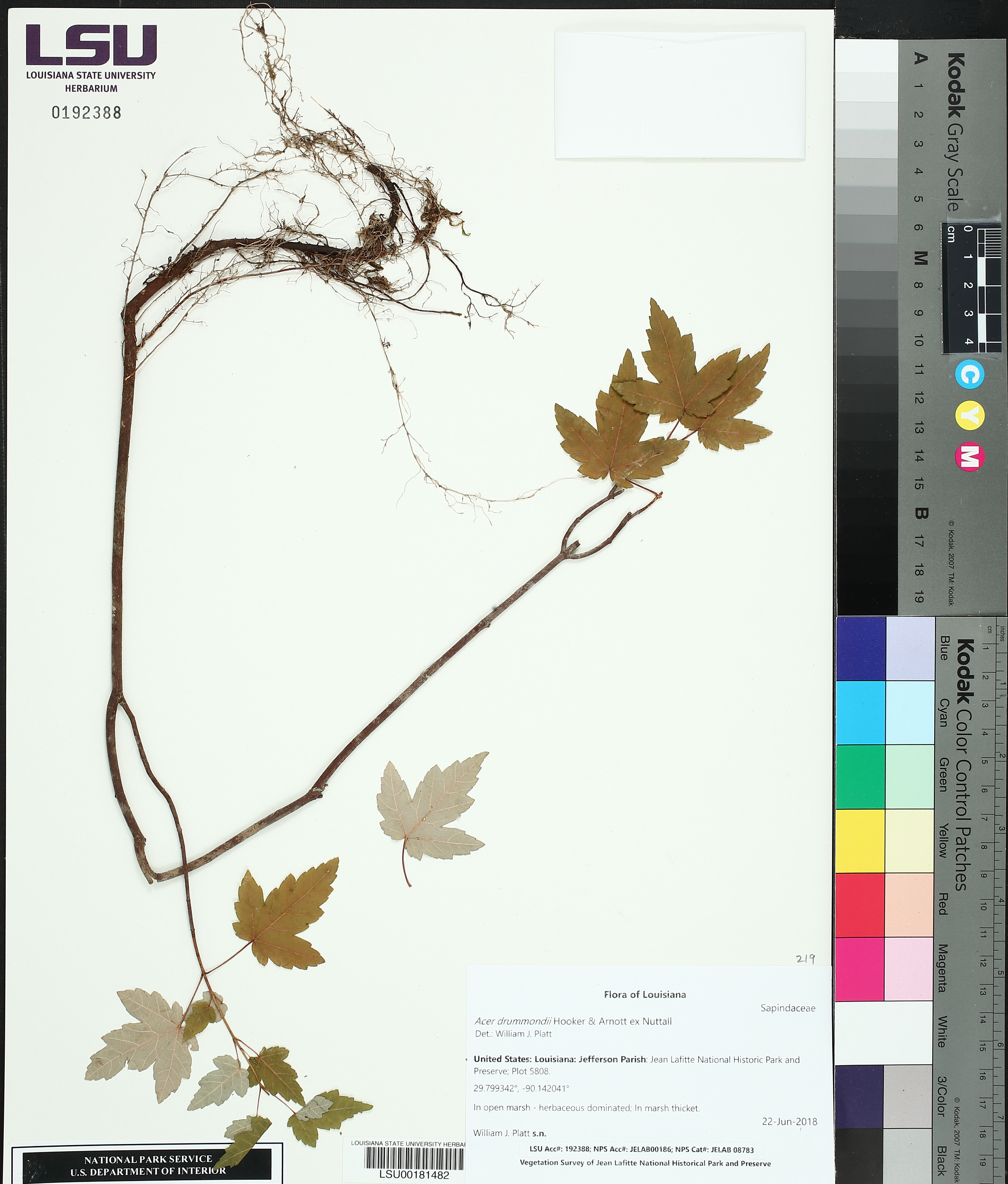 Acer drummondii image