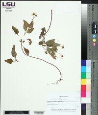 Acmella repens image