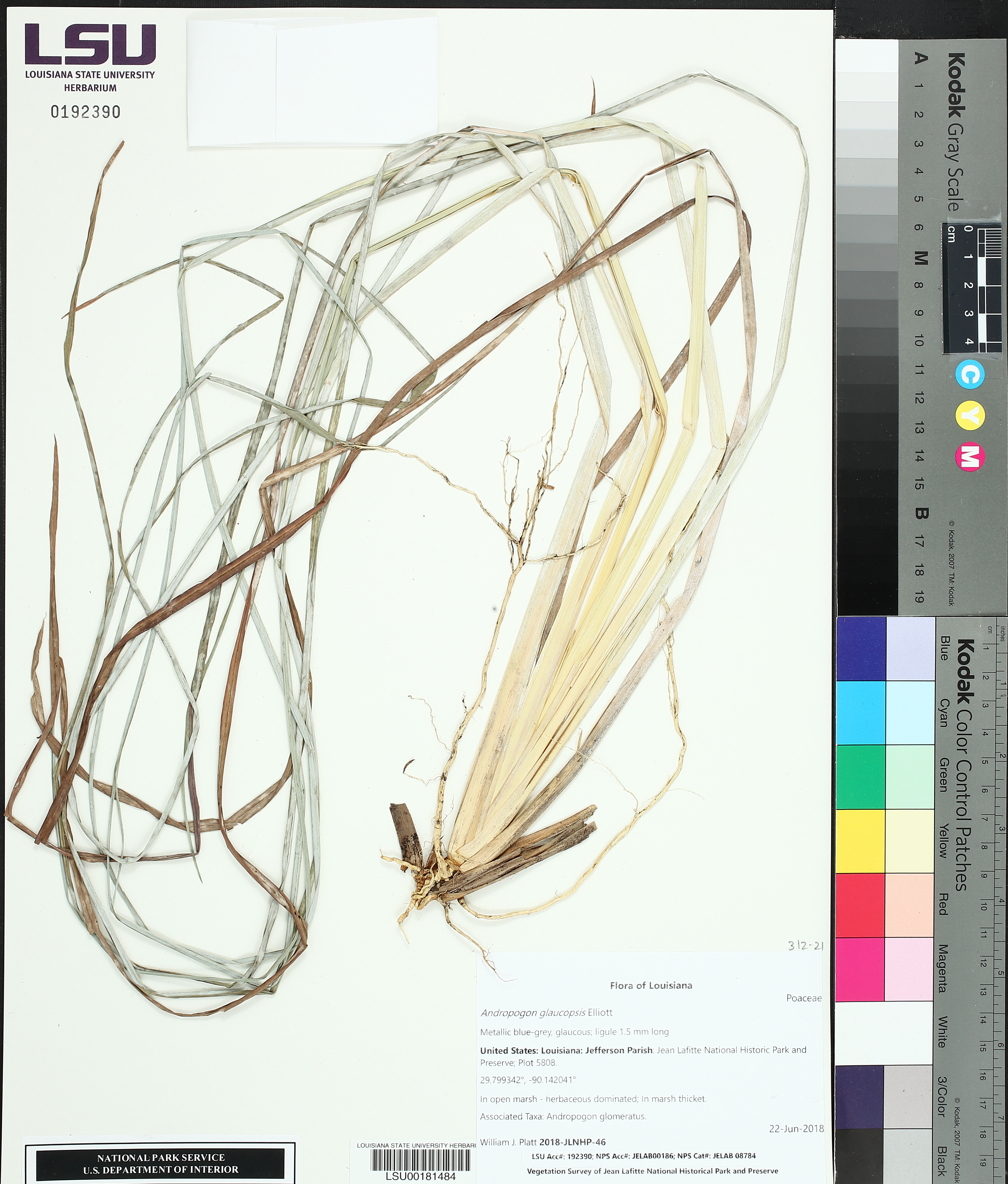 Andropogon cretaceous image