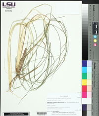 Andropogon glomeratus image