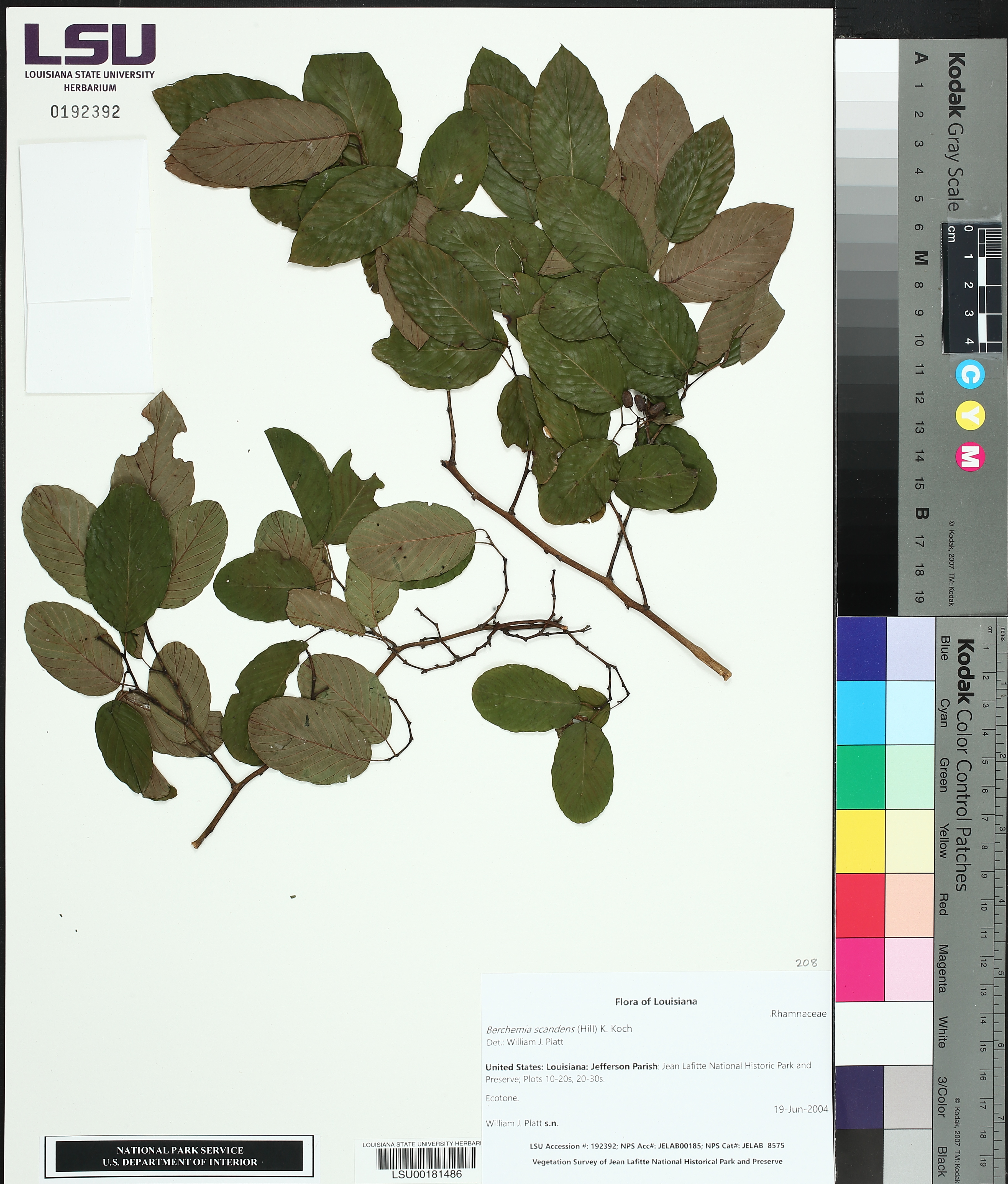 Berchemia scandens image