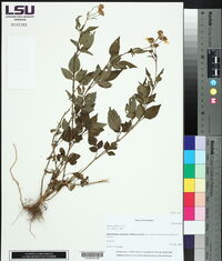 Bidens alba image
