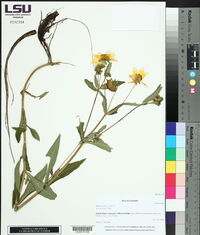 Bidens laevis image