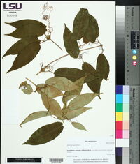 Bignonia capreolata image