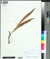 Calopogon tuberosus image