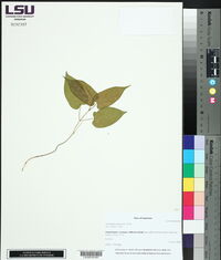 Calystegia sepium image