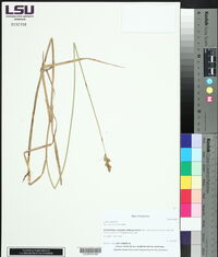 Carex alata image