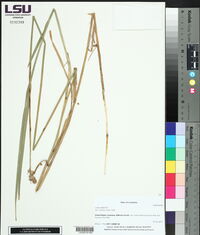 Carex alata image