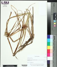 Carex comosa image