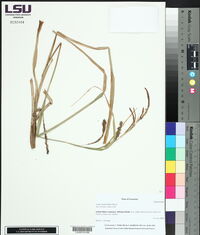 Carex hyalinolepis image