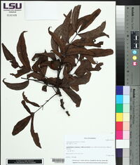 Carya aquatica image