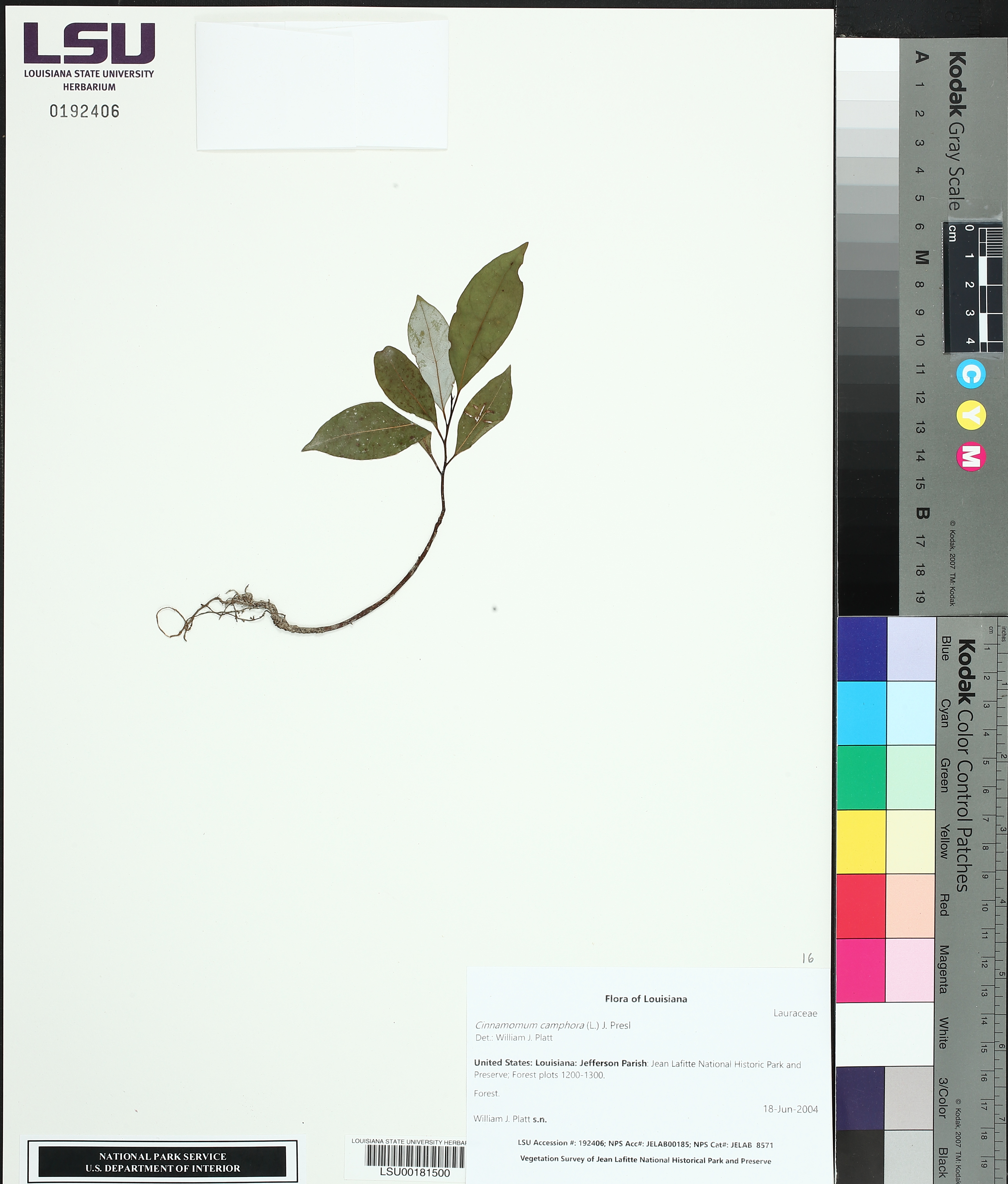 Cinnamomum camphora image