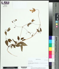 Clematis crispa image