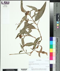 Commelina virginica image