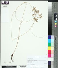 Cyperus filicinus image