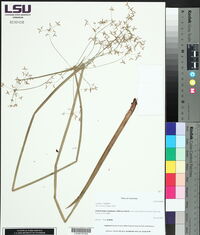 Cyperus haspan image