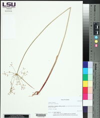 Cyperus haspan image