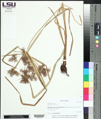 Cyperus odoratus image