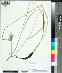 Cyperus odoratus image
