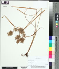 Cyperus strigosus image