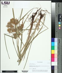 Cyperus strigosus image