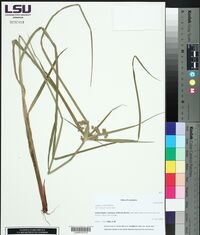 Cyperus virens image
